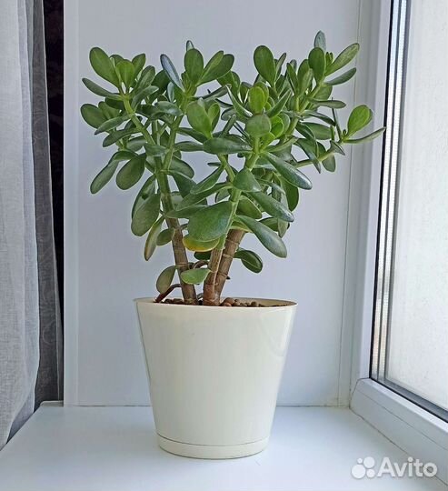 Толстянка (денежное дерево)