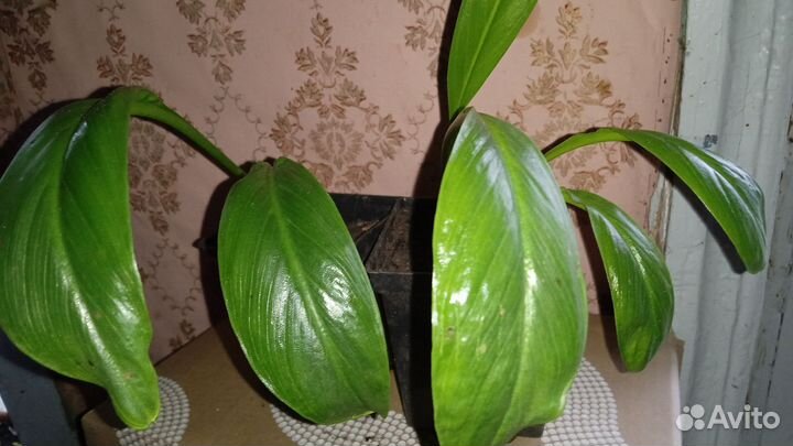 Калла Гарнет Глоу