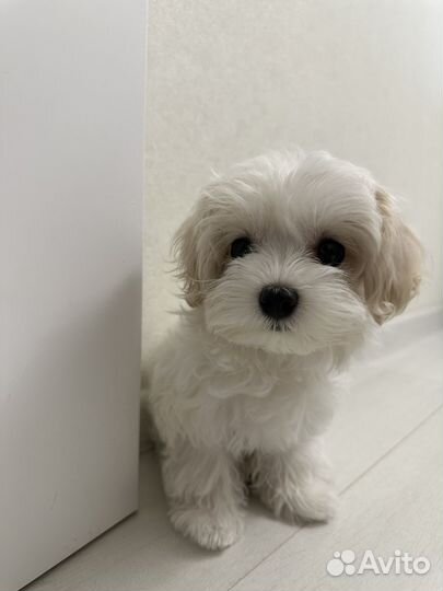 Щенки мальтипу микро