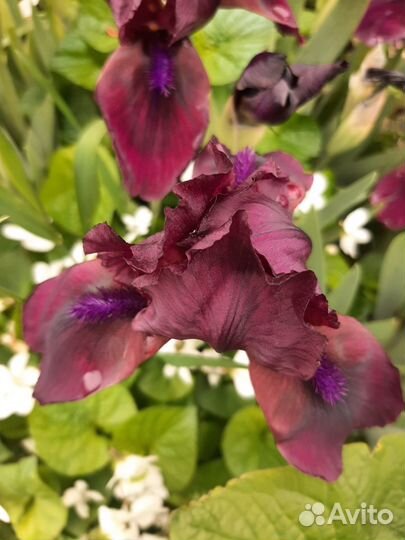 Ирисы карликовые