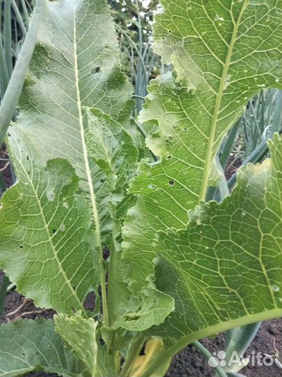 Листья хрена