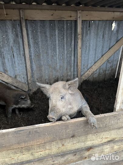 Свиноматки и хряки вьетнамскте и мангалица
