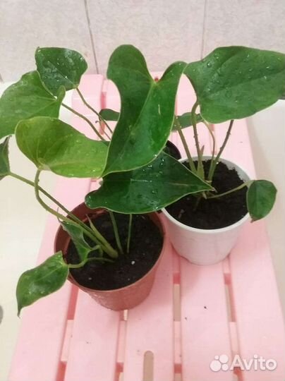 Антуриум Рэд Чемпион