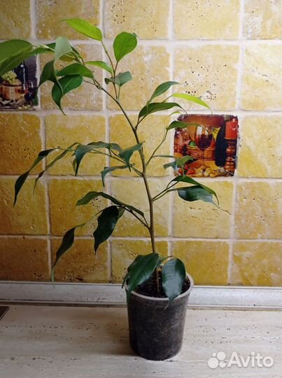 Фикус бенджамина