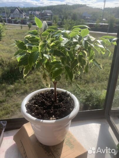 Фикус бенджамина кинки