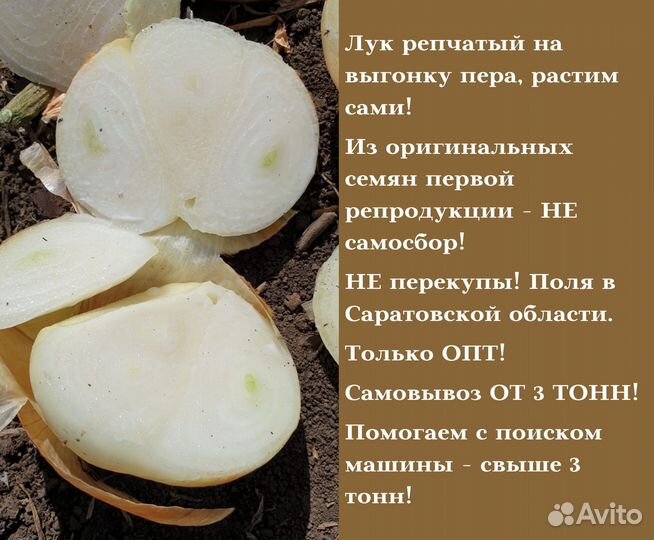 Лук Штутгарт на перо оптом