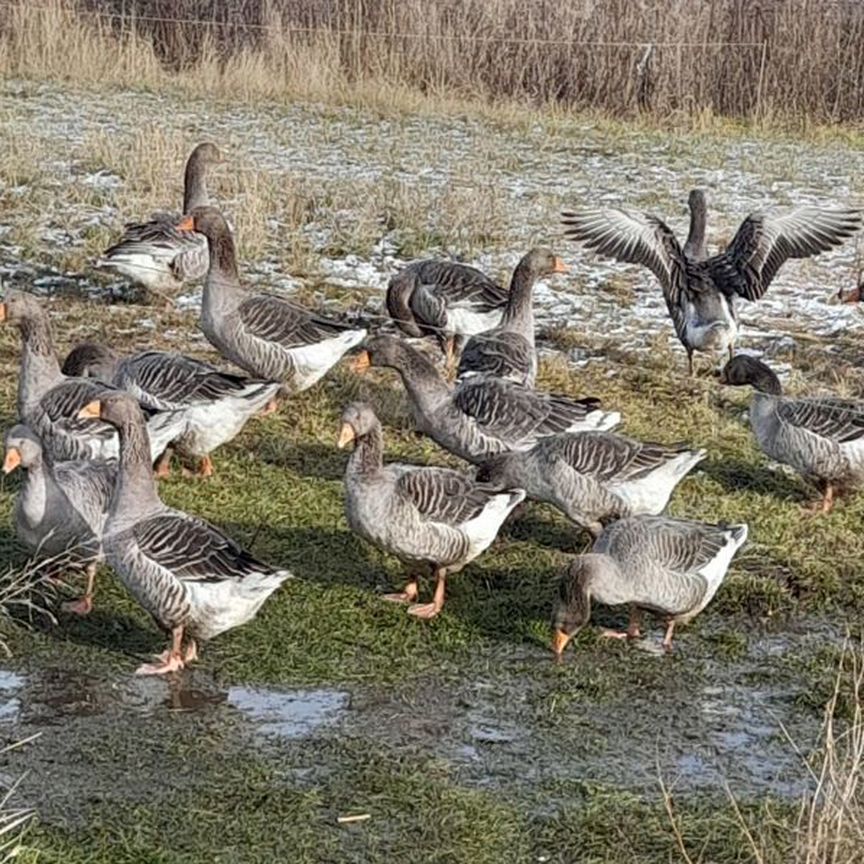 Продаю гусей