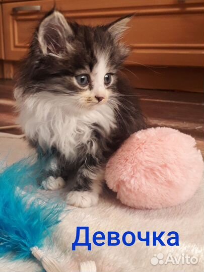 Котейка сибирская в дар