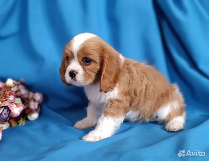 Кавалер Кинг Чарльз спаниель щенки