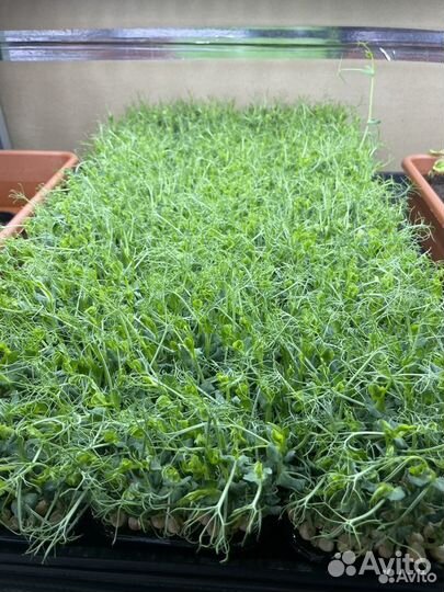 Микрозелень