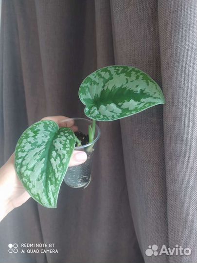 Сциндапсус Треби