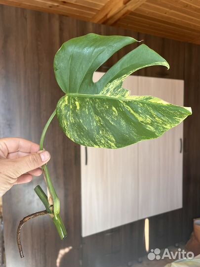 Домашние растения, ароидные