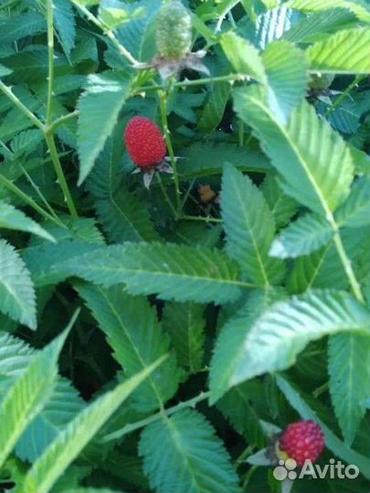 Тибетская малина саженцы