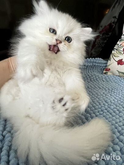 Персидская шиншилла мальчик