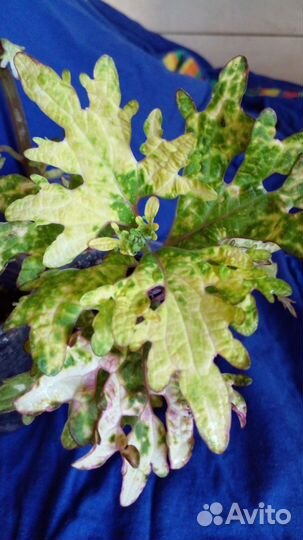 Колеусы вегетативные