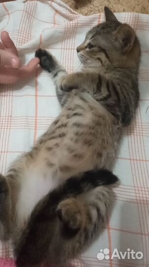 Кошка - шпротинка (котенок в добрые руки)