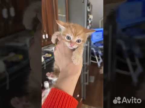 Котята в добрые руки Бесплатно рыжая девочка объявление продам