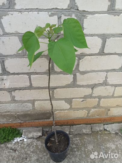 Саженцы церцис дуб красный клён серебристый