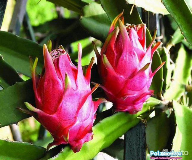 Питахайя, питайя, драконий фрукт