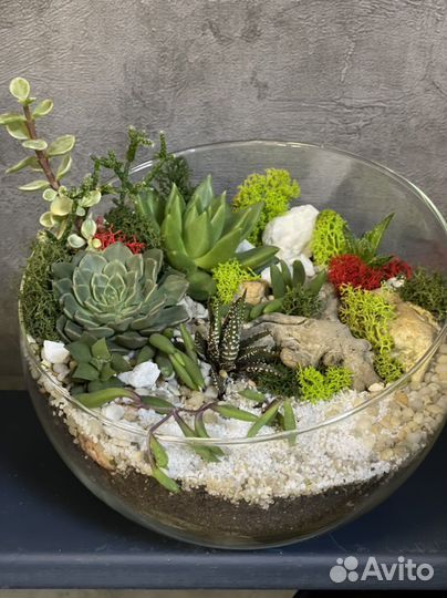 Комнатные растения, цветы