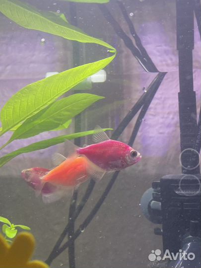 Тернеции карамельки