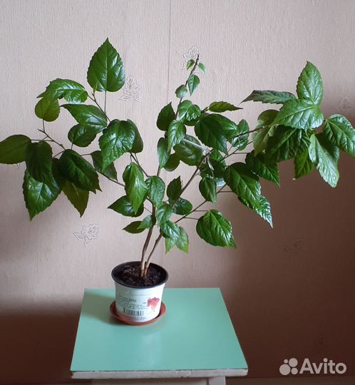 Гибискус китайская роза