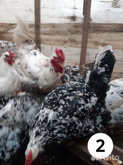 Инкубационное яйцо породистых кур