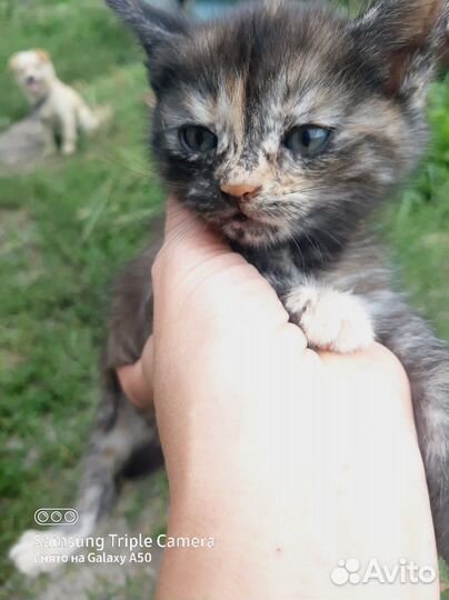 Котята в дар