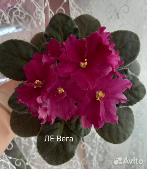 Детки сортовых фиалок