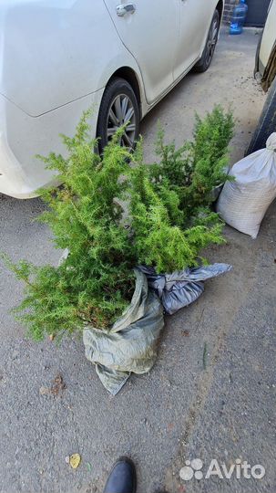 Можжевельник