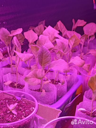 Рассада баклажан