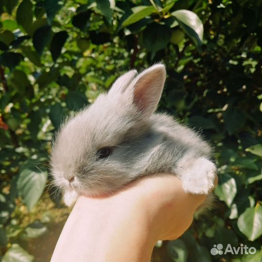 Декоративный кролик