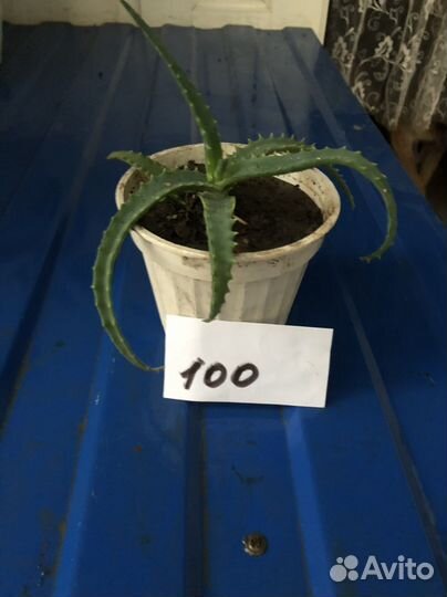 Комнатные цветы