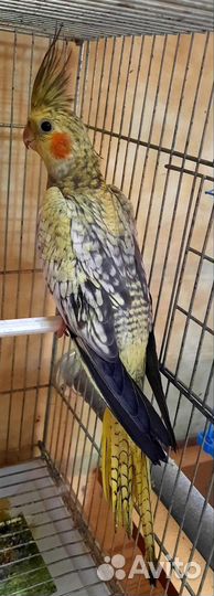 Корелла и другие птицы