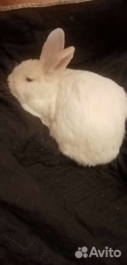 Декоративный кролик. хальстландер. вязка