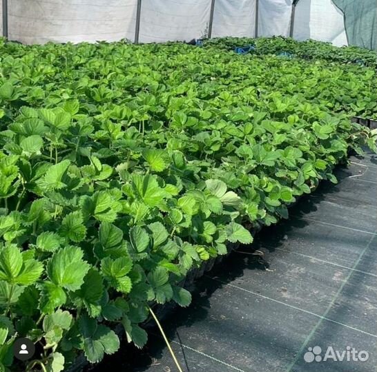 Рассада саженцы клубники. Малина, Голубика