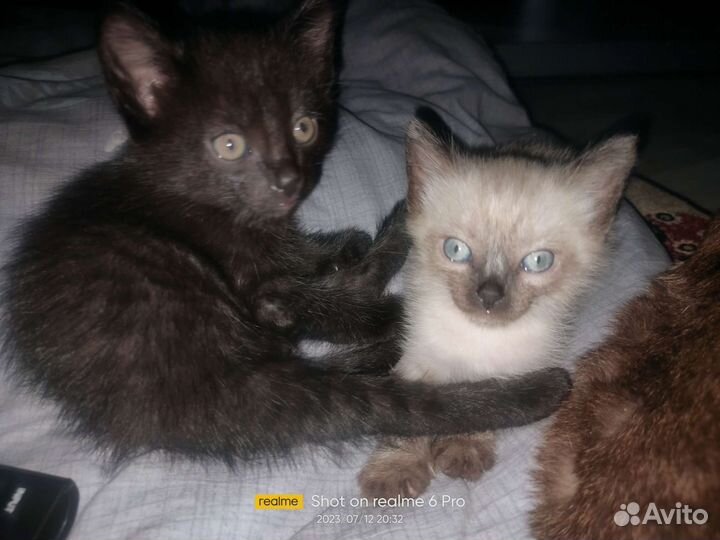 Котята тайской кошки