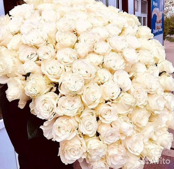 Высокие розы Гигантские Розы 150 160 170 180 190см