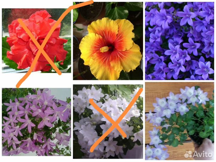 Продаю комнатные цветы