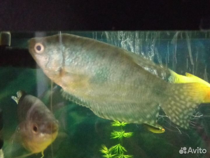 Гурами мраморный