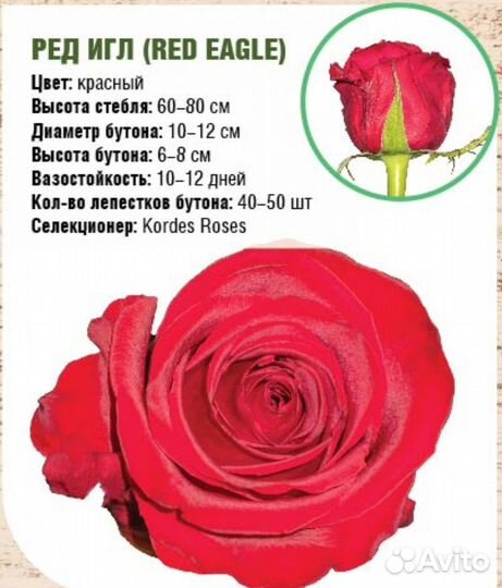 Растения для сада