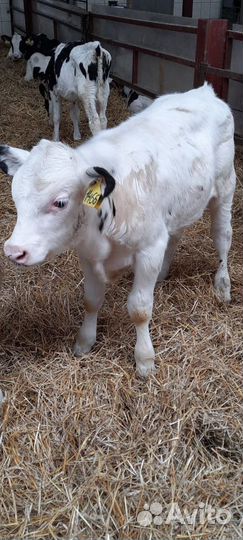 Телята бычки