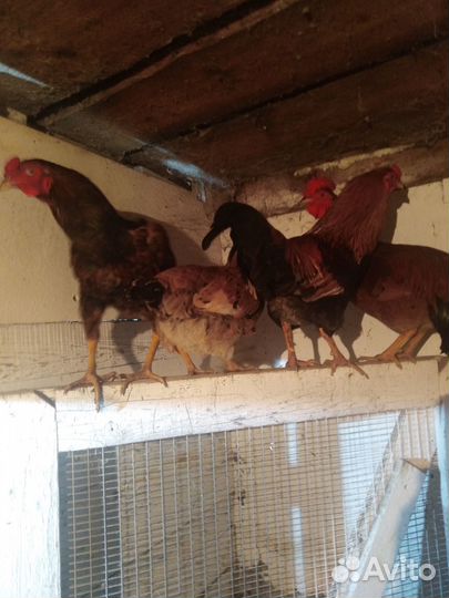 Бойцовые петухи