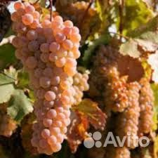 Винный виноград