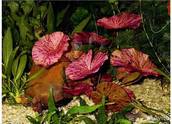 Клубни нимфеи , аквариумное растение