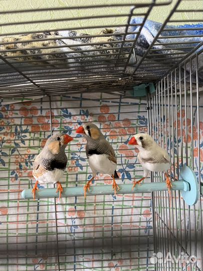 Зебровые амадины