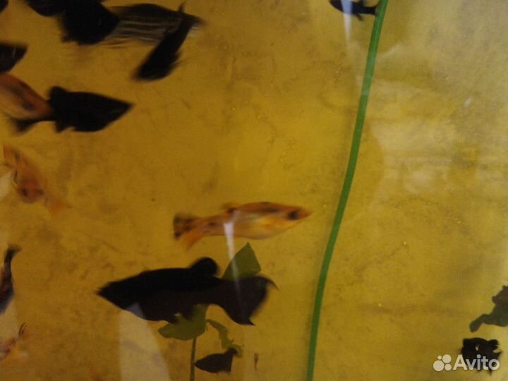 Моллинезия черная и жёлтая в чёрное пятнышко