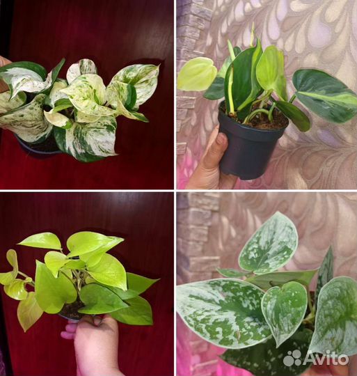 Сциндапсус эпипремнум в ассортименте