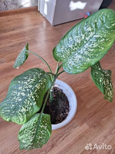 Диффенбахия