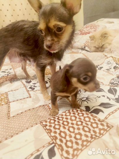 Щенки мини тойчики